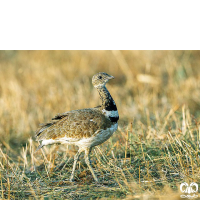 گونه زنگوله‌ بال Little Bustard